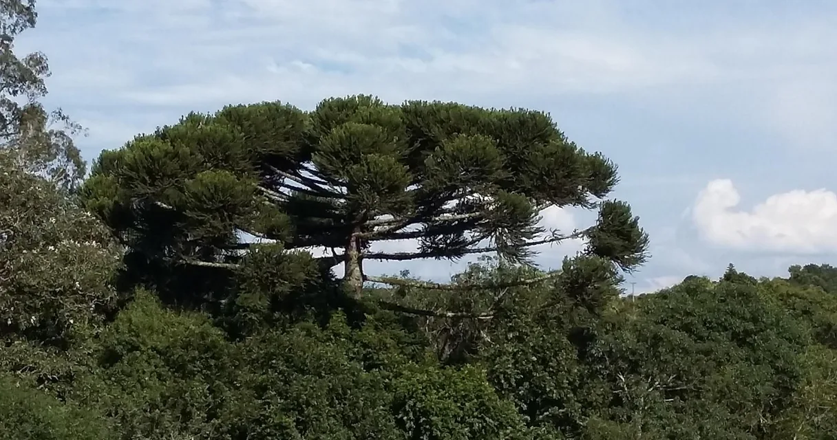 Araucária em meio à mata no Paraná